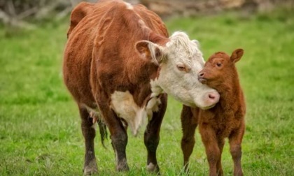 Mucca scappa dal recinto e partorisce in strada