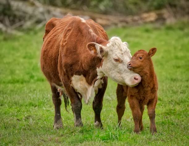 Mucca scappa dal recinto e partorisce in strada