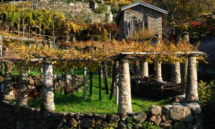 Vigneti terrazzati del Mombarone, giornata di studio in Città Metropolitana