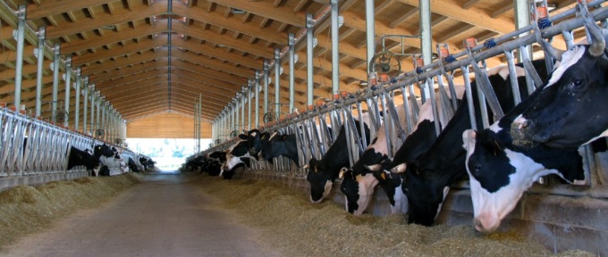 Cinquecento mucche a rischio malnutrizione: la Procura interviene sull’Azienda Mellano di Rivarolo