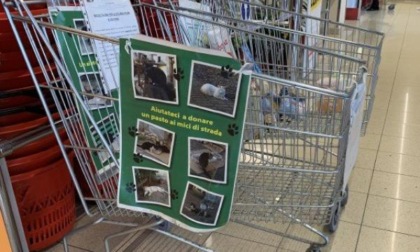 Rubato il carrello di raccolta della colonia felina di Volpiano