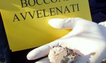 Sospetto avvelenamento di un cane a Castellamonte: scatta l’allerta sul territorio comunale