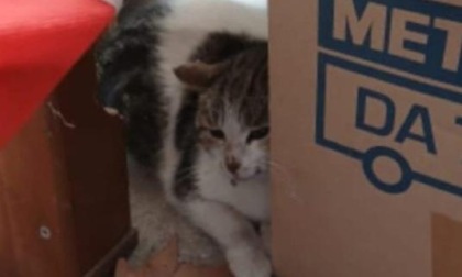 «In paese qualcuno spara ai gatti». L’appello della Lav per la denuncia