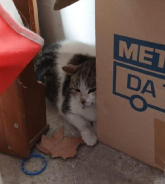 «In paese qualcuno spara ai gatti». L’appello della Lav per la denuncia