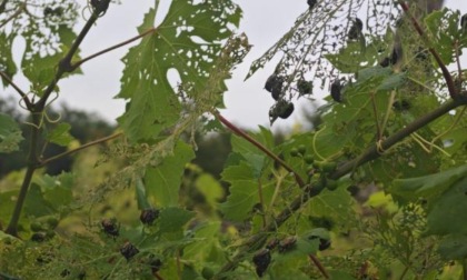 «Siamo sotto attacco». Coltivazioni distrutte dalla Popillia japonica