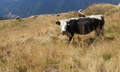 Coldiretti Torino: “La pioggia non salva la stagione in alpeggio”