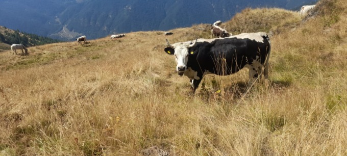 Coldiretti Torino: “La pioggia non salva la stagione in alpeggio”