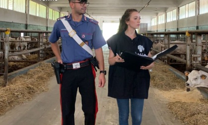 Caporalato, controlli dei Carabinieri: irregolarità in 6 aziende agricole e sanzioni per 5.400 euro