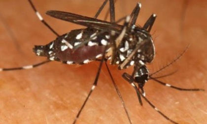 Caso West Nile, il sindaco di Caselle Marsaglia: «Dopo la disinfestazione, non ci risultano altre segnalazioni sul territorio»