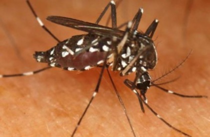 Caso West Nile, il sindaco di Caselle Marsaglia: «Dopo la disinfestazione, non ci risultano altre segnalazioni sul territorio»