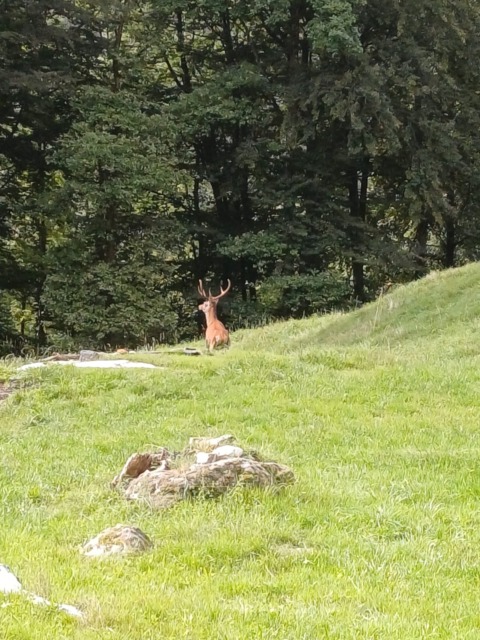 Ala di Stura, cervo tra le case della frazione Canova: allontanato dal Nucleo Faunistico