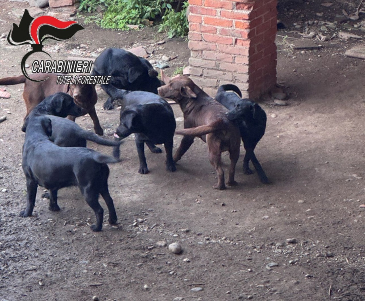 Cuccioli in vendita senza pedigree: denunciato allevatore a Scarmagno