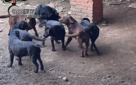Cuccioli in vendita senza pedigree: denunciato allevatore a Scarmagno