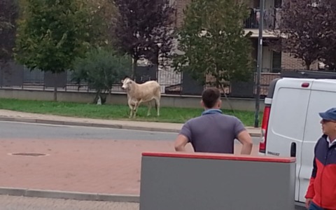 Leinì, un toro scappa dal macello e semina il panico in centro