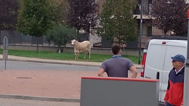 Leinì, un toro scappa dal macello e semina il panico in centro