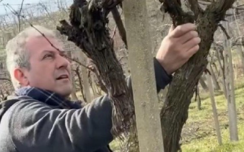 Vendemmia dimezzata tra clima instabile e «invasione» di insetti