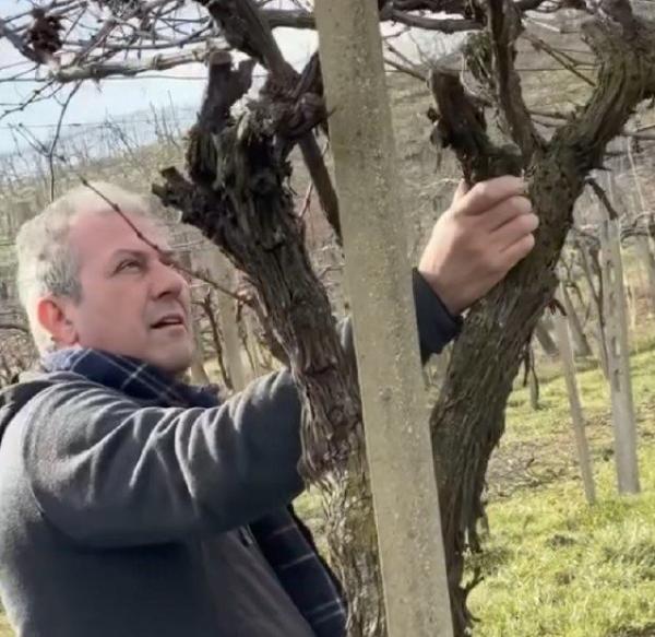 Vendemmia dimezzata tra clima instabile e «invasione» di insetti