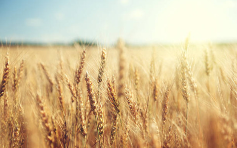 A che punto è l’agricoltura biologica in Piemonte?