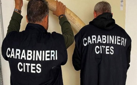 Sequestrate cinque zanne di elefante africano in un laboratorio di tassidermia: denunciato il titolare