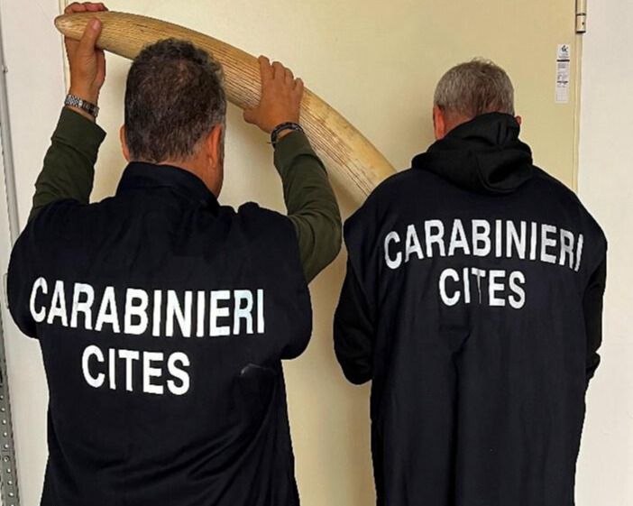 Sequestrate cinque zanne di elefante africano in un laboratorio di tassidermia: denunciato il titolare