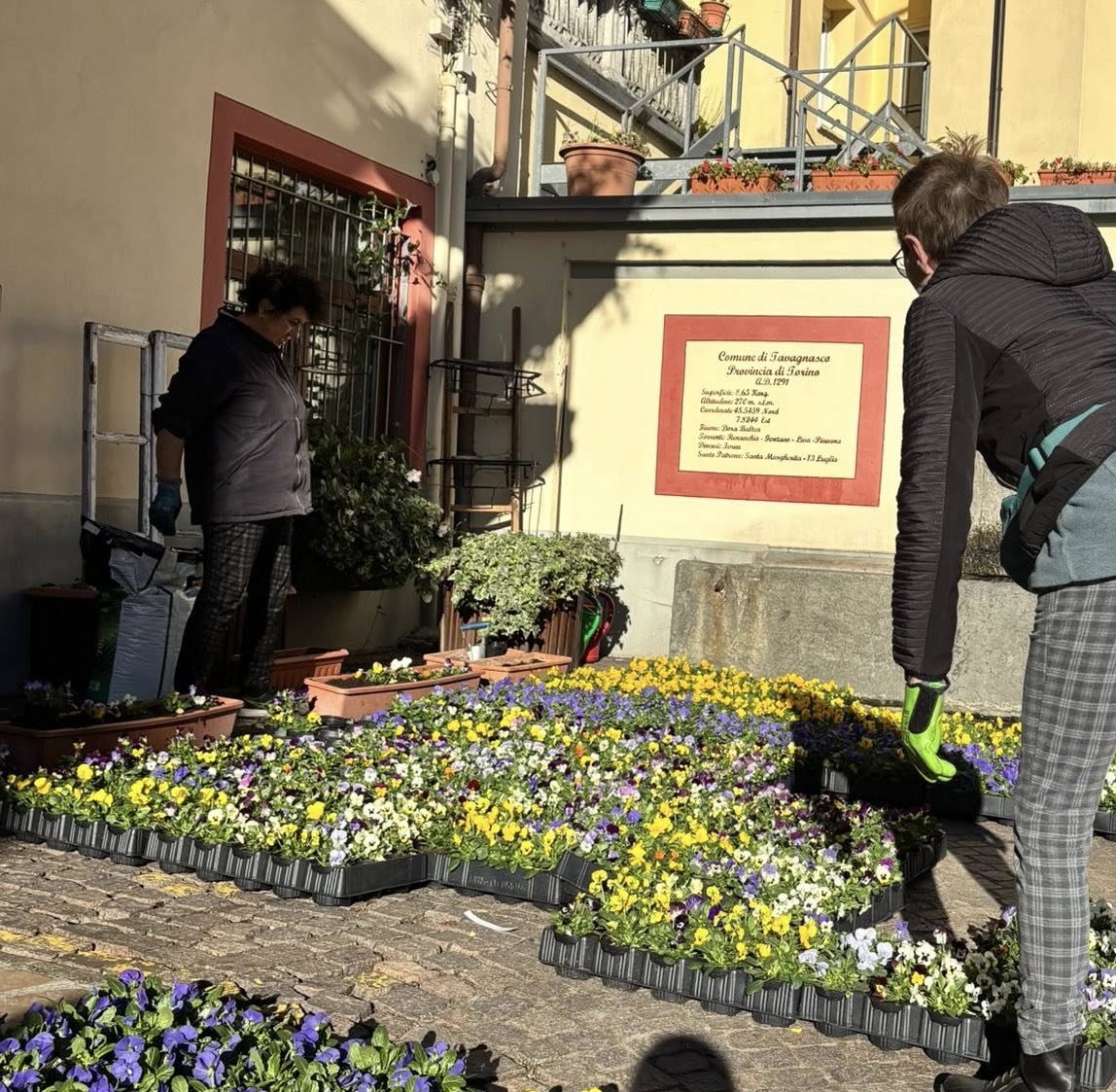 Con il Comitato Tavagnasco fiorisce anche d’inverno
