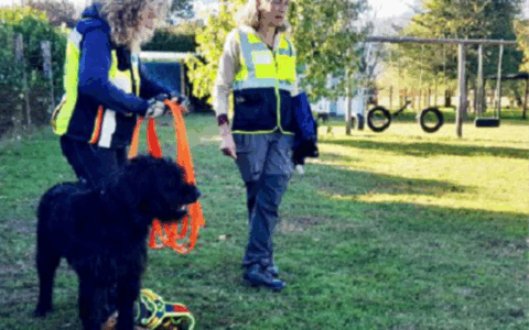 Successo alla Casa del Cane Vagabondo: giornata dedicata alla ricerca olfattiva con Outdog