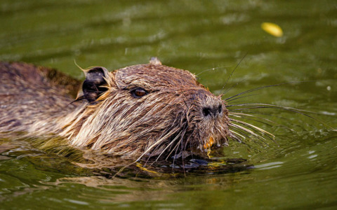 Polemica sulla vasca di piazza Vittorio Veneto a Borgaro: tra degrado e… nutrie