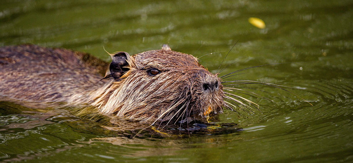 Polemica sulla vasca di piazza Vittorio Veneto a Borgaro: tra degrado e… nutrie