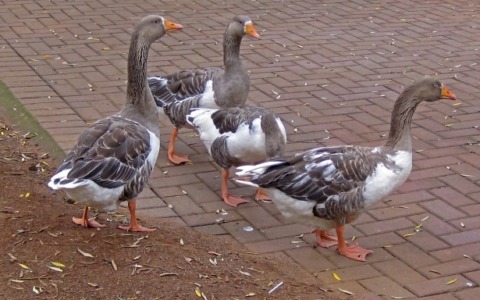 Caso di aviaria in un volatile, l’Asl To4: “Situazione sotto controllo”