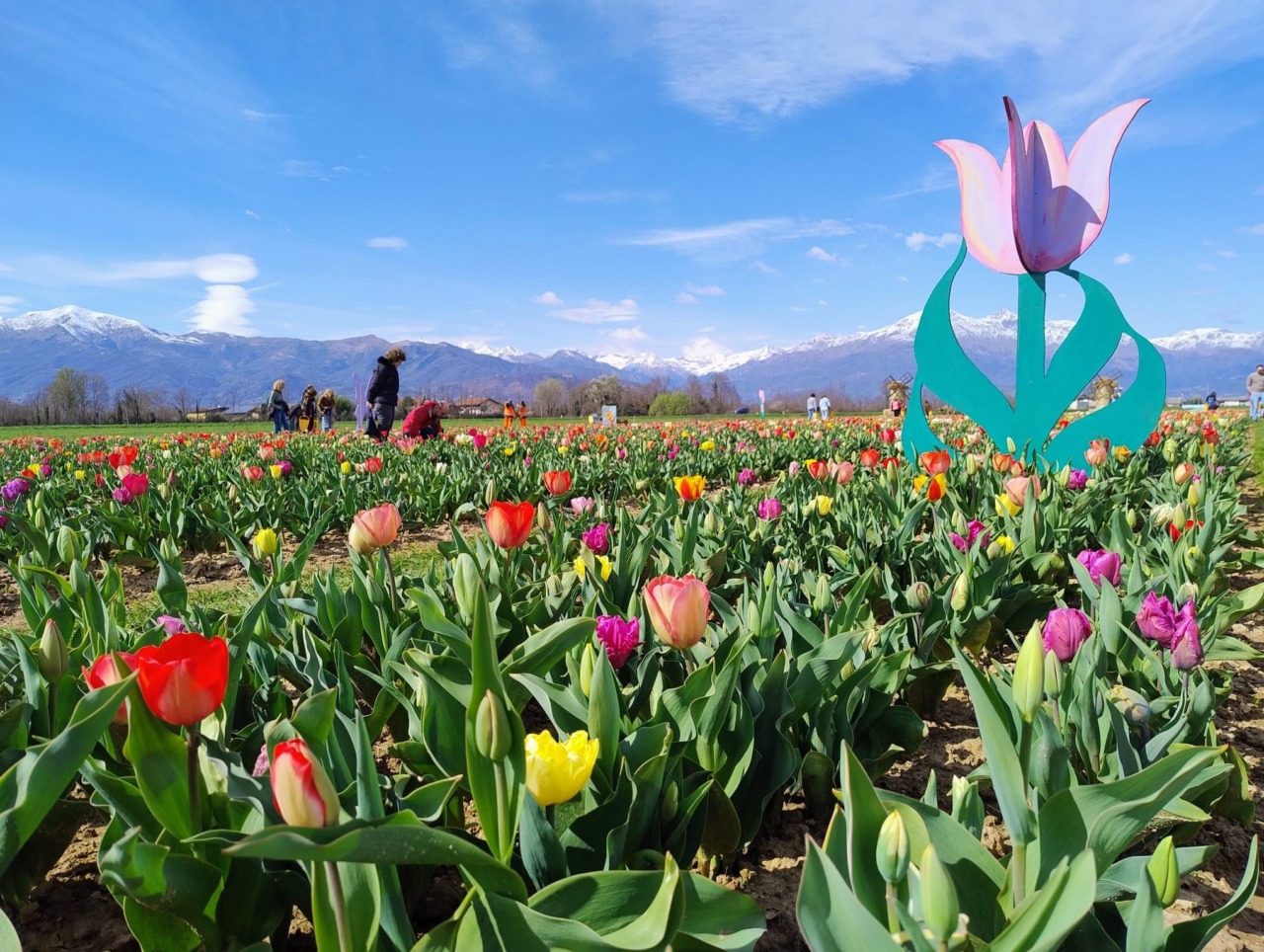Riapre il Villaggio dei Tulipani 2026 a Favria: 250mila fiori e autoraccolta nel parco tra i più grandi del Nord Italia