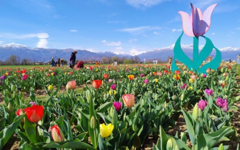 Riapre il Villaggio dei Tulipani 2026 a Favria: 250mila fiori e autoraccolta nel parco tra i più grandi del Nord Italia