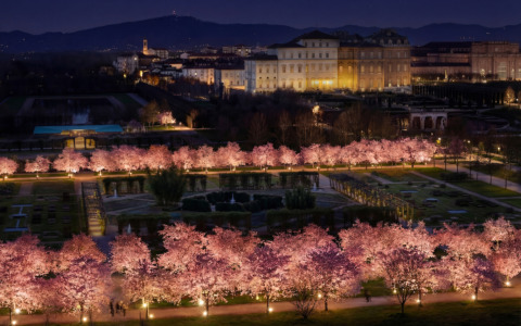 Ciliegi in fiore nei Giardini della Reggia: aperture con i nuovi orari dal 19 marzo al 1° aprile (data di conclusione indicativa)
