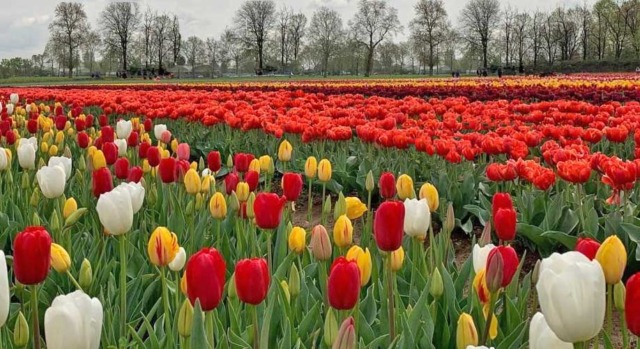 Cosa fare in Canavese nel weekend: gli eventi di sabato 28 e domenica 29 marzo 2026