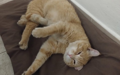 Appello urgente per ritrovare Sinner, il gatto scomparso a San Maurizio Canavese