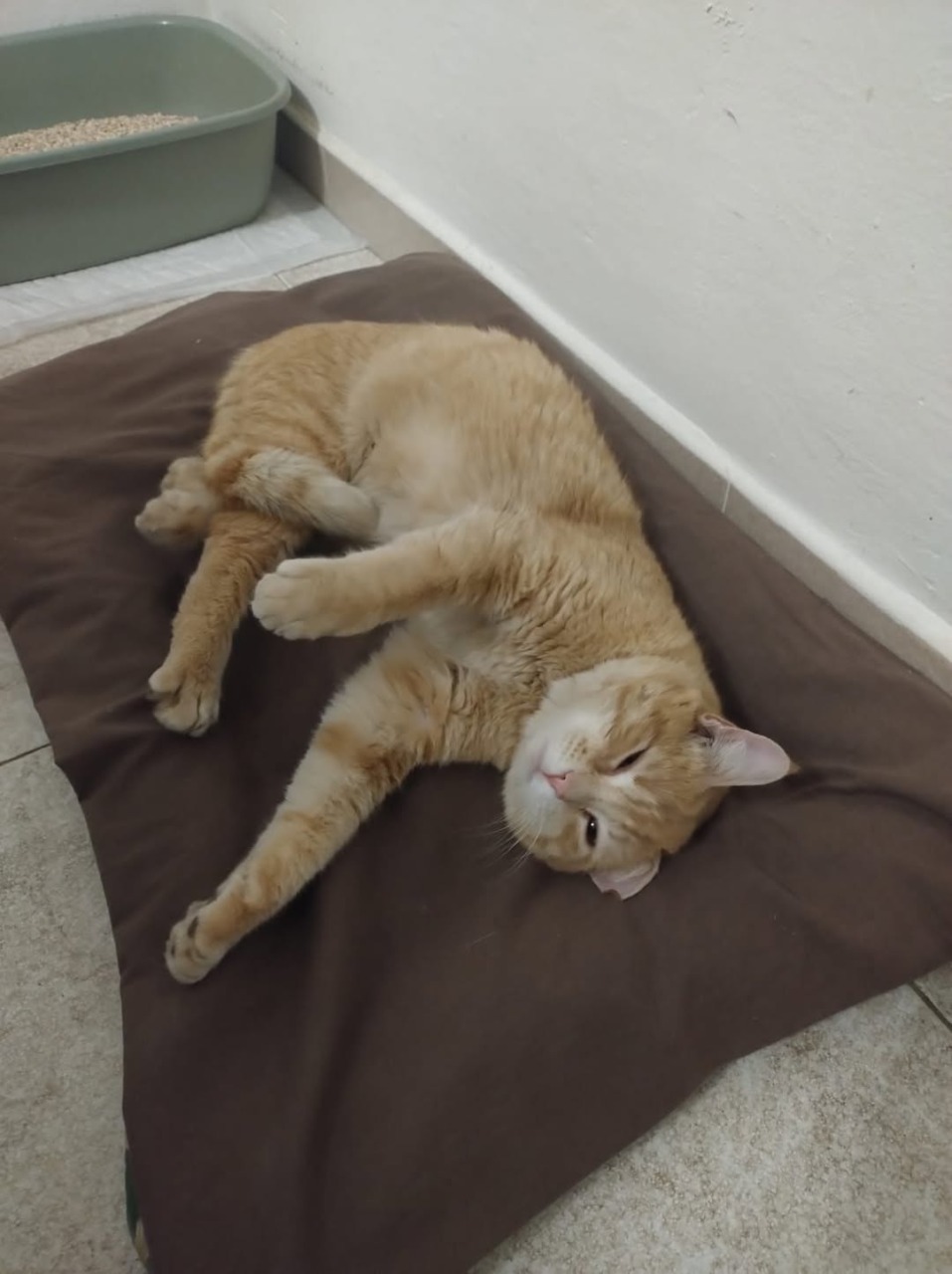 Appello urgente per ritrovare Sinner, il gatto scomparso a San Maurizio Canavese