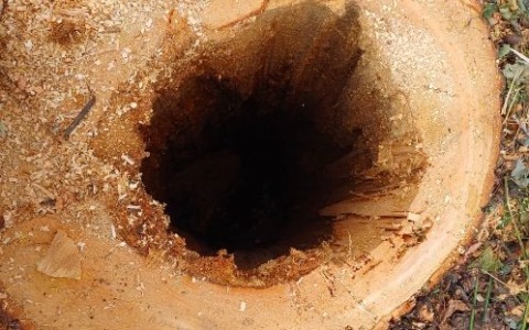 Abbattimento alberi al parco giochi: il sindaco risponde