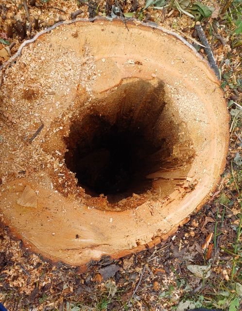 Abbattimento alberi al parco giochi: il sindaco risponde