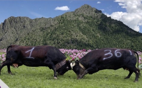 La battaglia delle Regine: tutto pronto per la semifinale
