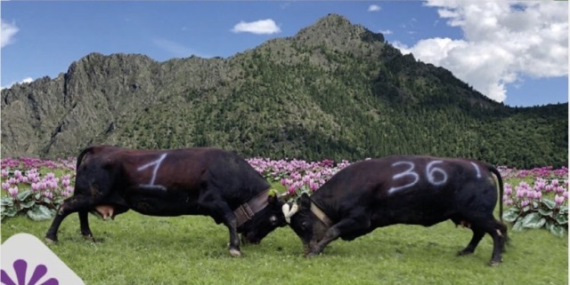 La battaglia delle Regine: tutto pronto per la semifinale