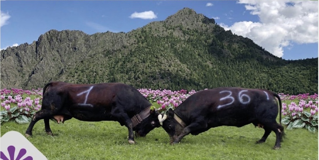 La battaglia delle Regine: tutto pronto per la semifinale