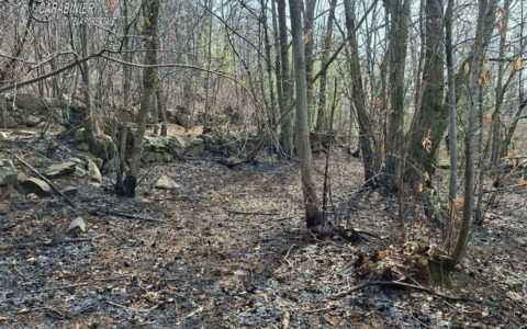 Incendio boschivo a Cuorgnè: i Carabinieri Forestali individuano il presunto responsabile