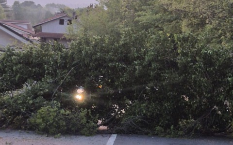 Nole, cade un albero sulla Provinciale e finisce su un’auto in sosta