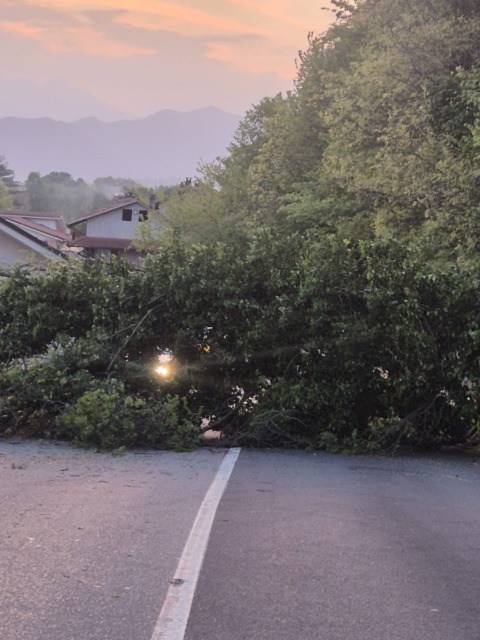 Nole, cade un albero sulla Provinciale e finisce su un’auto in sosta
