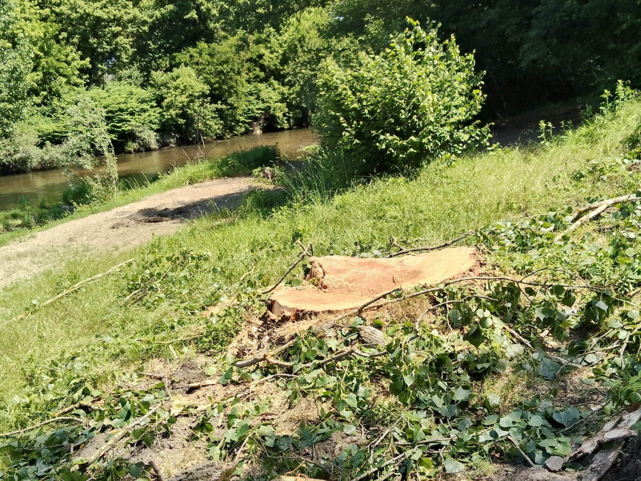 Taglio alberi al Chiusella, gli ambientalisti contestano l’ordinanza sindacale
