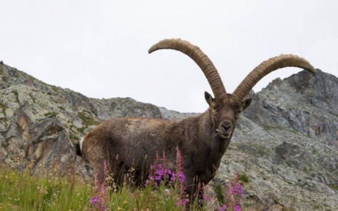 Caccia allo stambecco nel Gran Paradiso? Avetta: “Scelta scellerata, la Regione Piemonte intervenga”