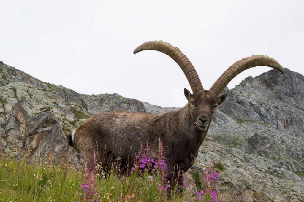 Caccia allo stambecco nel Gran Paradiso? Avetta: “Scelta scellerata, la Regione Piemonte intervenga”