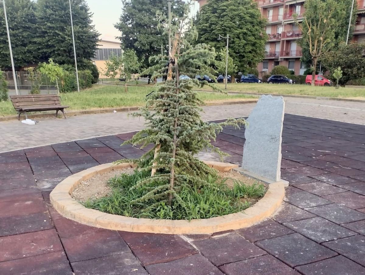 Spezzato il Cedro del Libano: era stato piantato come simbolo di pace