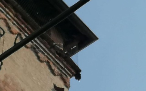 «Basta piccioni e guano nel centro storico!»:  ecco   la raccolta firme
