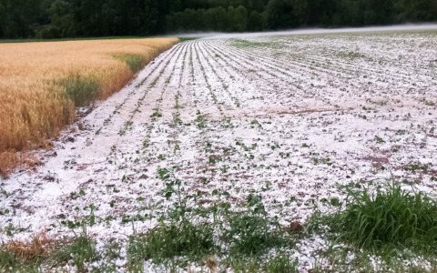 Grandine devastante nel Canavese, coltivazioni distrutte. L’allarme di Confagricoltura