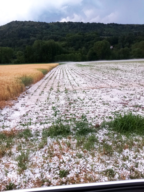 Grandine devastante nel Canavese, coltivazioni distrutte. L’allarme di Confagricoltura